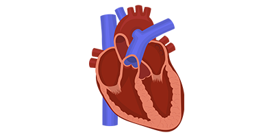 Širdies ir kraujagyslių sistemos ligos